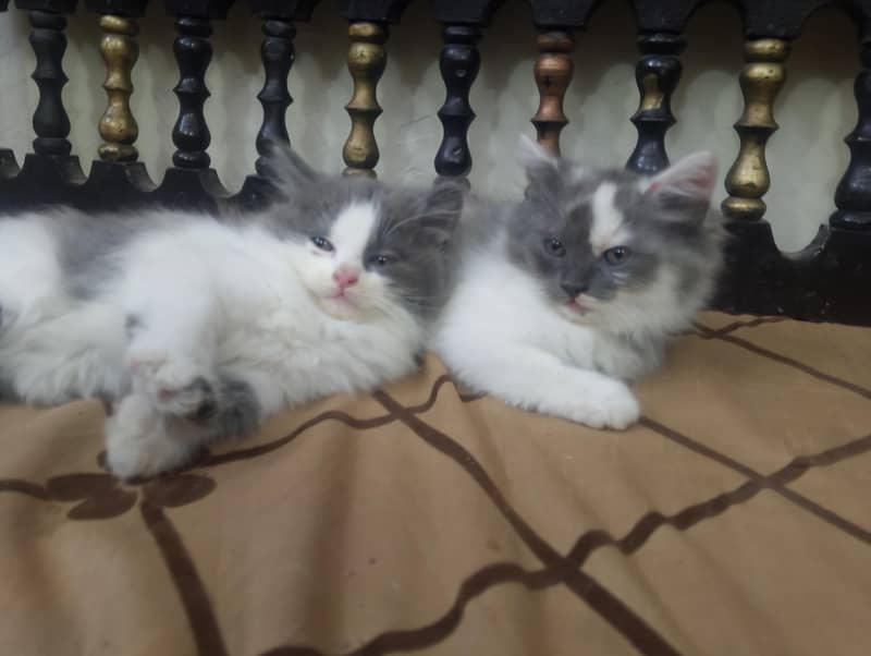 kittens 5