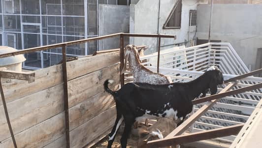 makhi chni and beetal goats