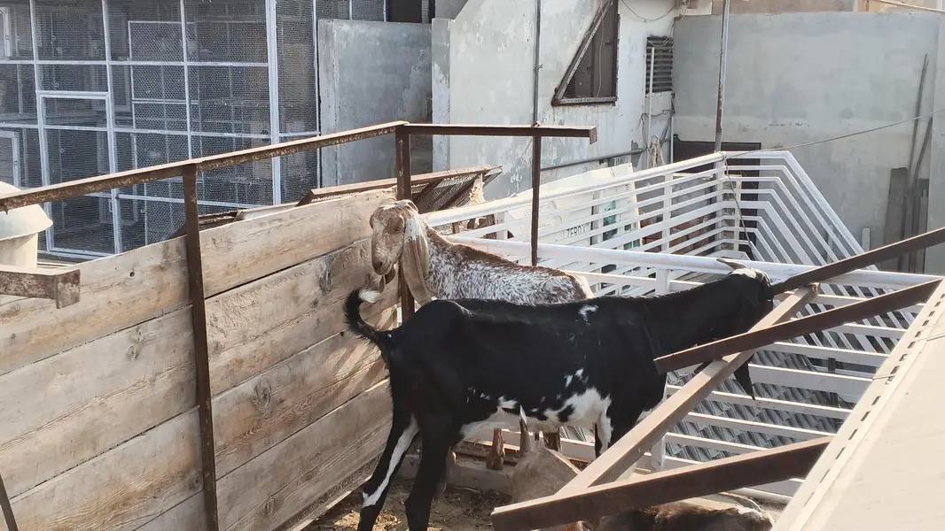makhi chni and beetal goats — photo 2