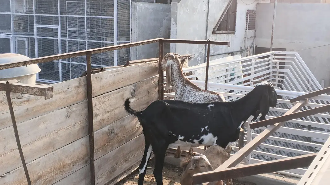 makhi chni and beetal goats — photo 3