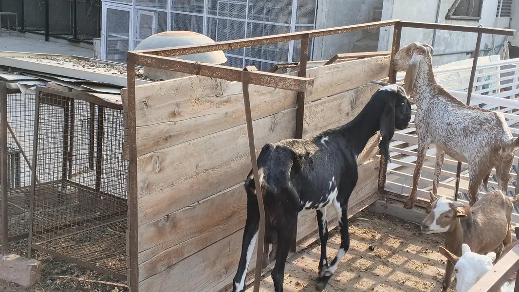 makhi chni and beetal goats — photo 4