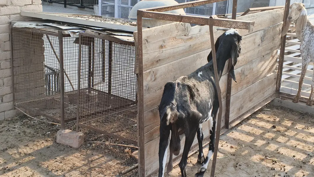 makhi chni and beetal goats — photo 5