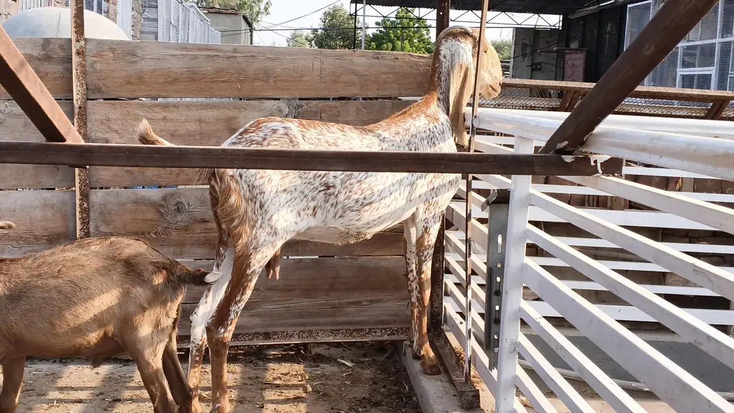 makhi chni and beetal goats — photo 6