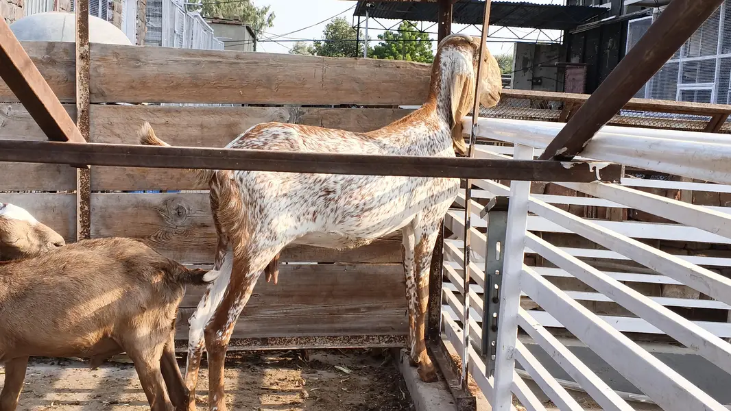 makhi chni and beetal goats — photo 7