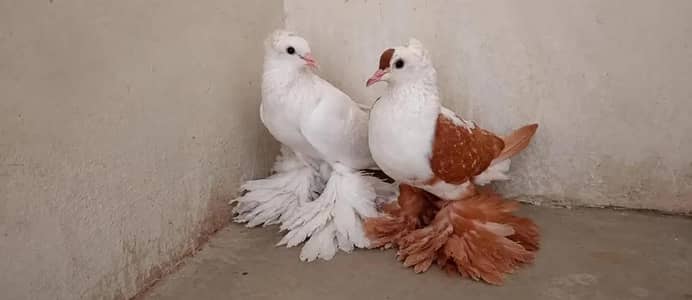 swallow pair sale