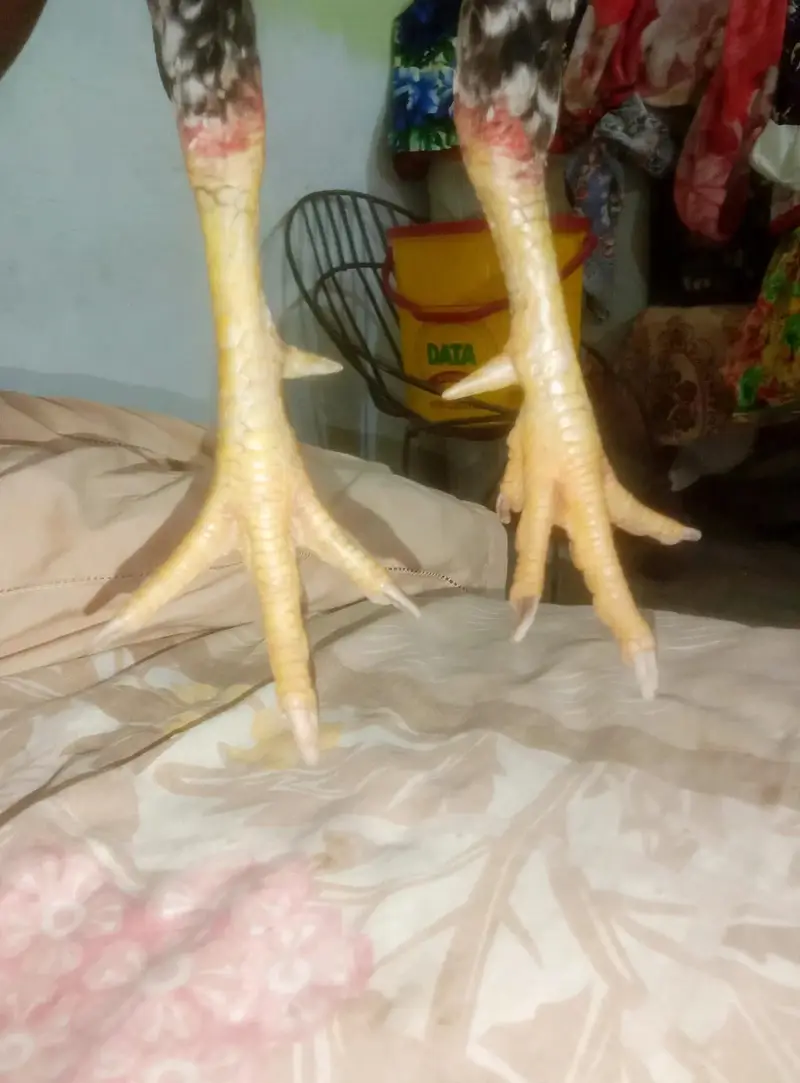 Aseel  Murgha — photo 4