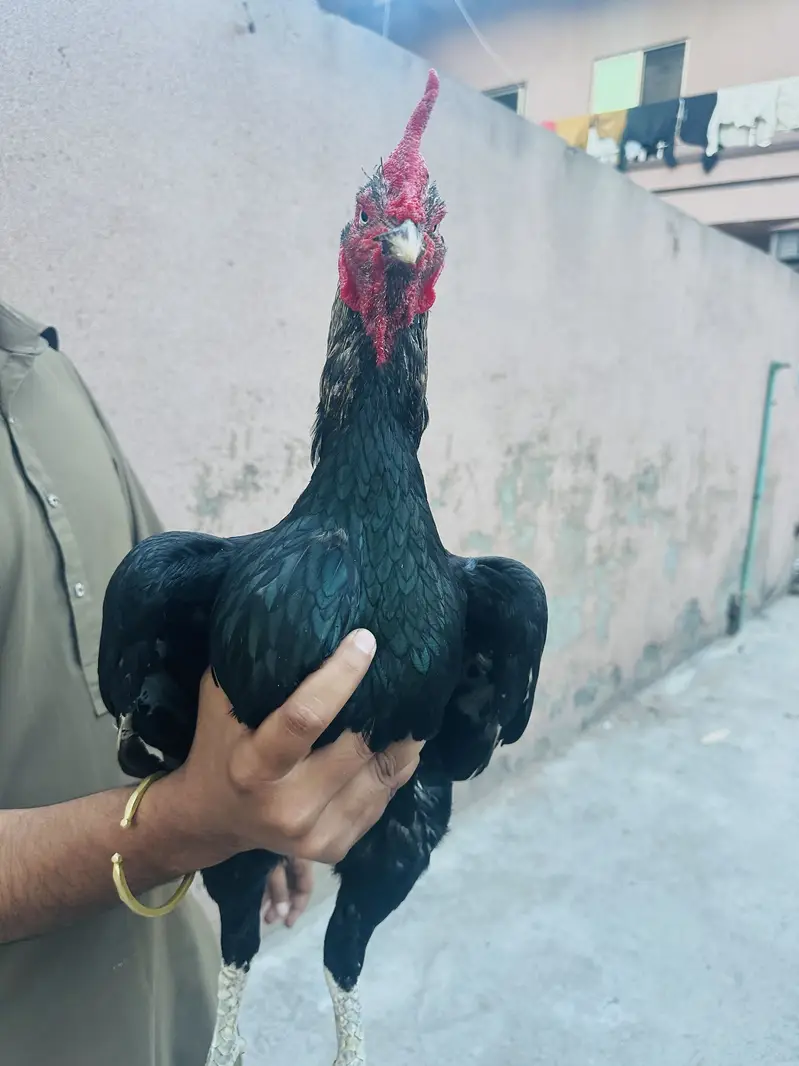 Bengum Aseel for sale — photo 4