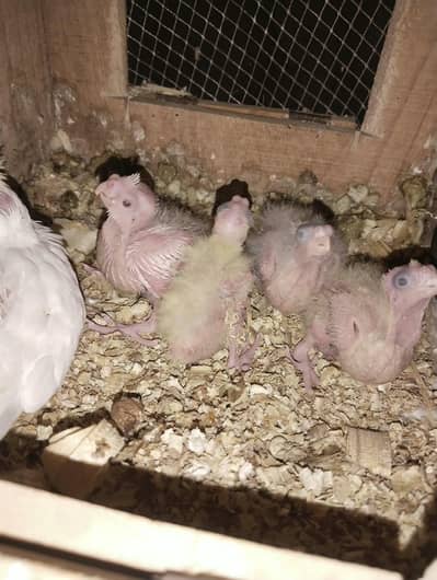 cocktail chicks for handtam
