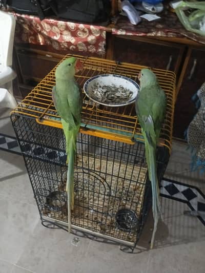 Raw parrot pair hand tame