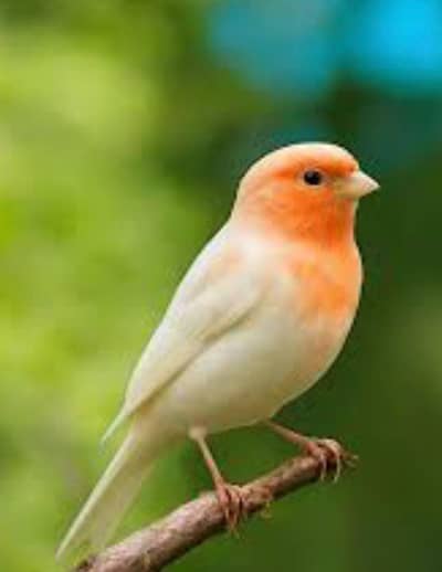 canary