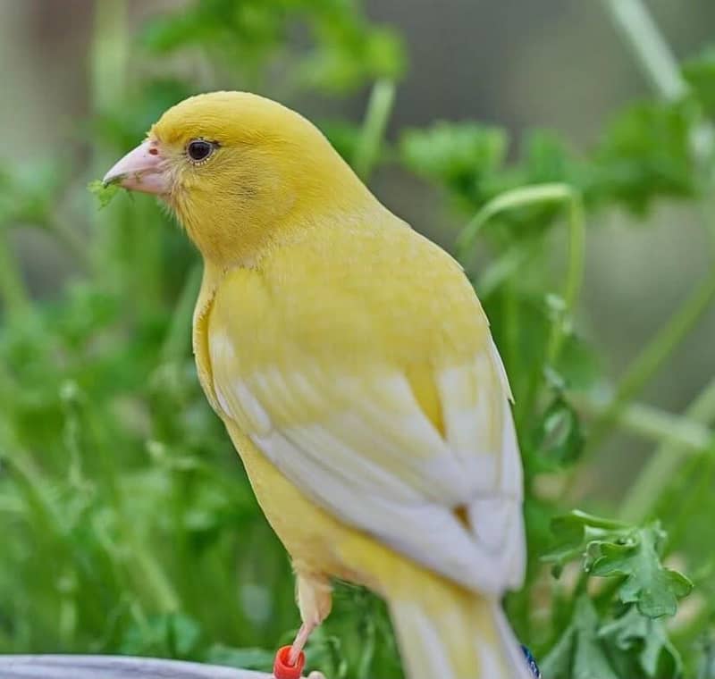 canary 1