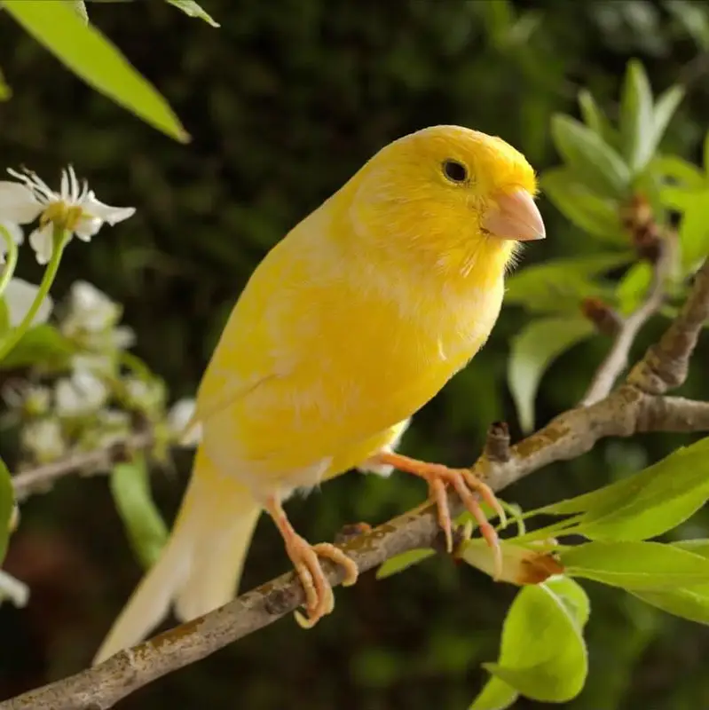canary — photo 3