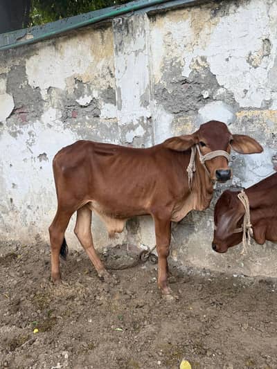 2 Sahiwal Male calves available for sale