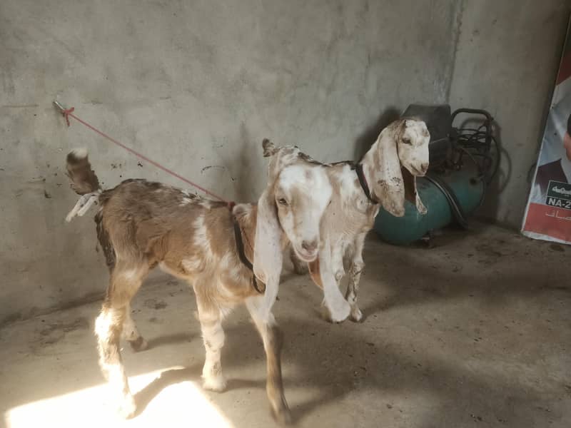 Bakra ka bacha 0