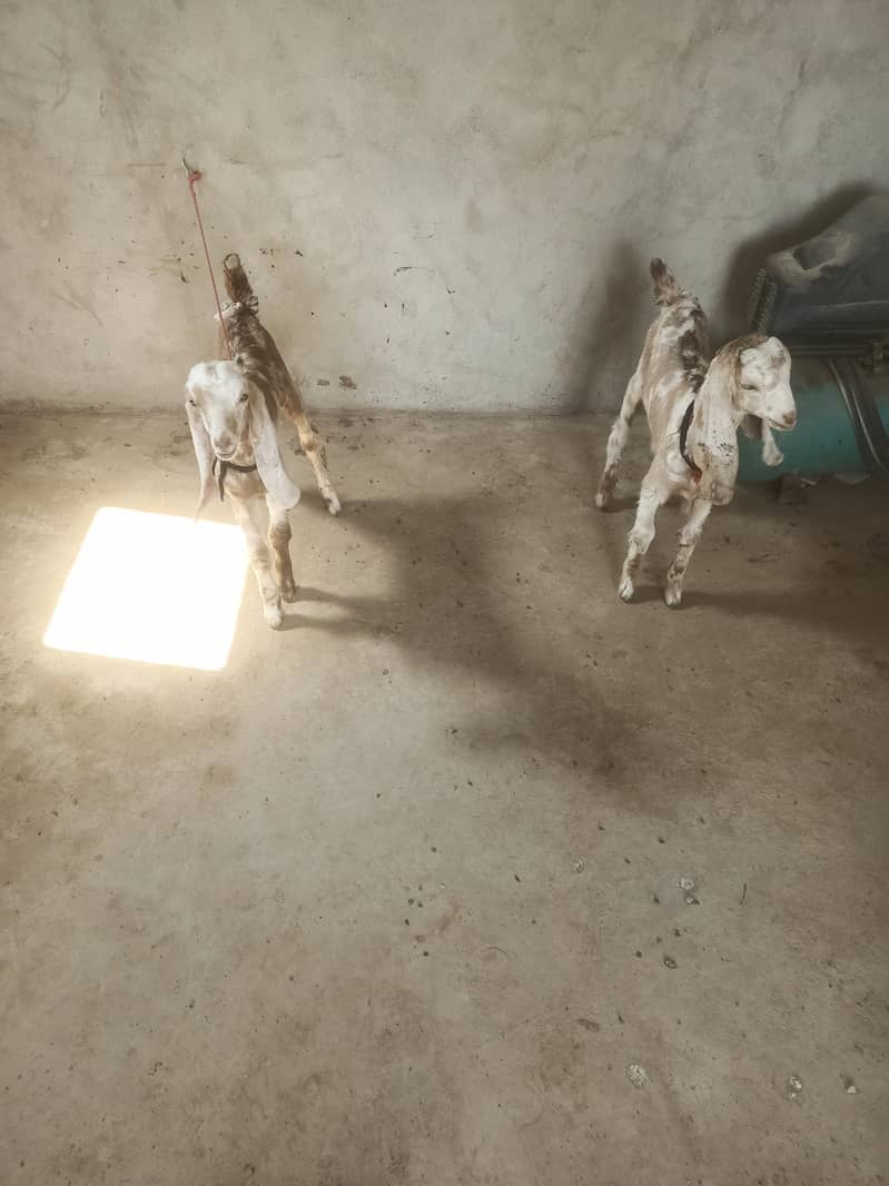 Bakra ka bacha 1