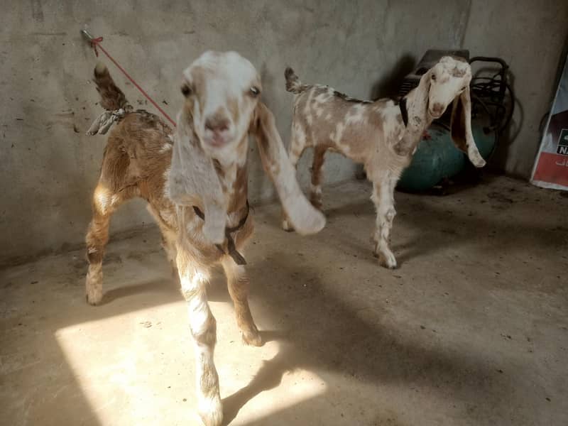 Bakra ka bacha 2