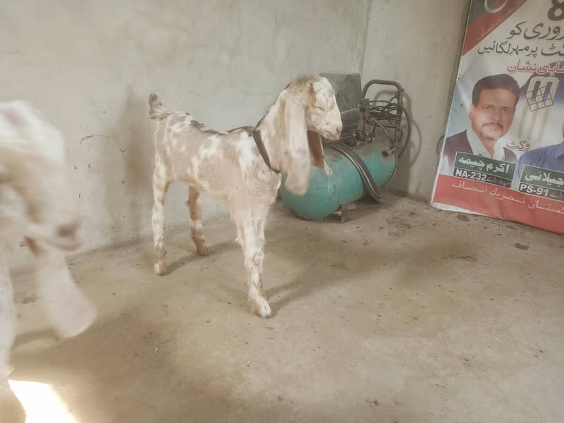 Bakra ka bacha 3