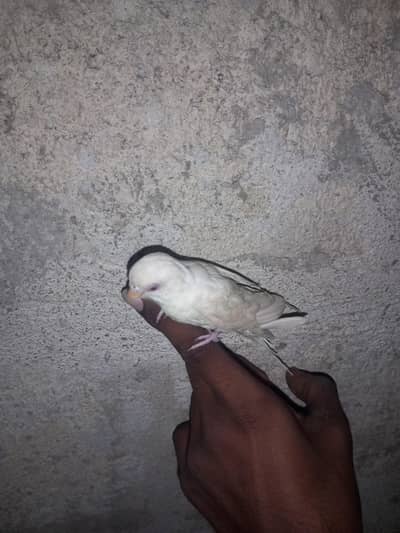 Hand tame budget perrot red eyes