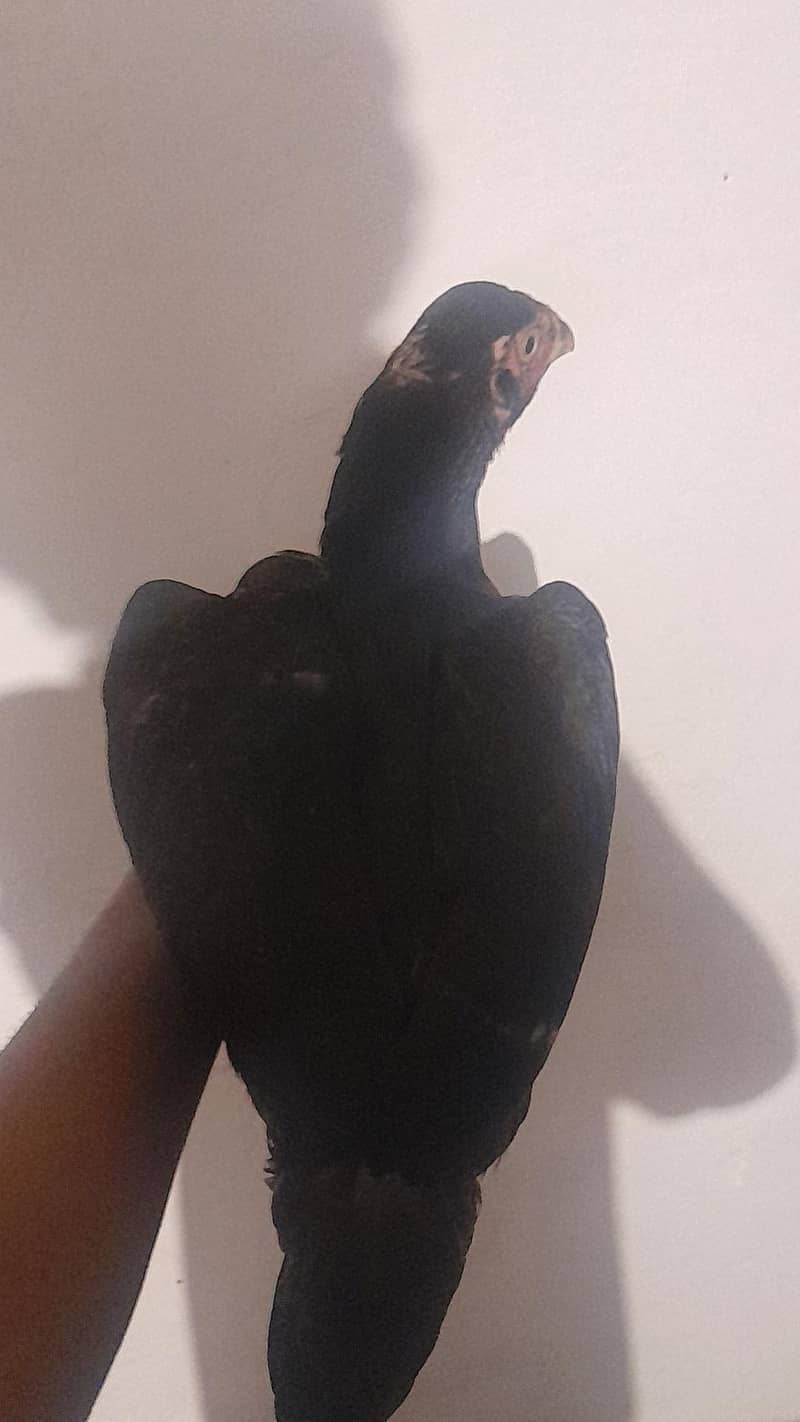 aseel female 1