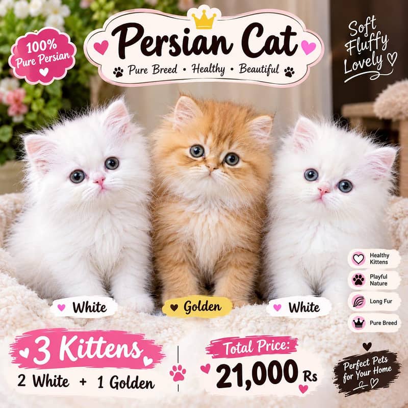 Nice cats 0