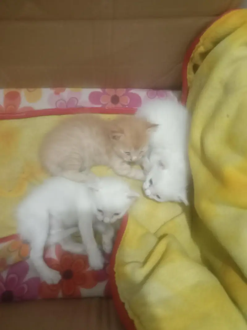Nice cats — photo 2