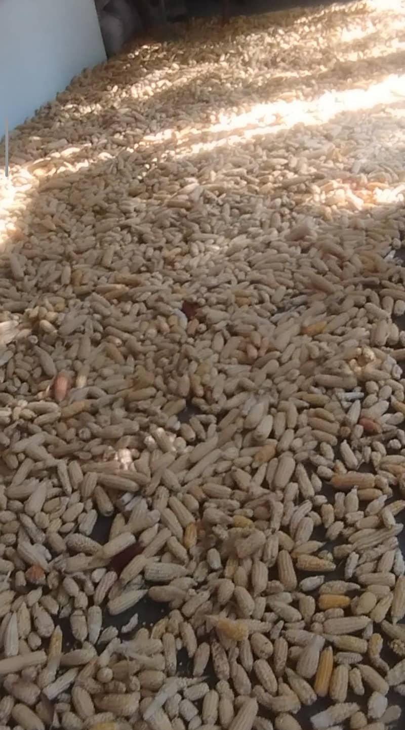 خالص دیسی خشک مکئی برائے فروخت 0