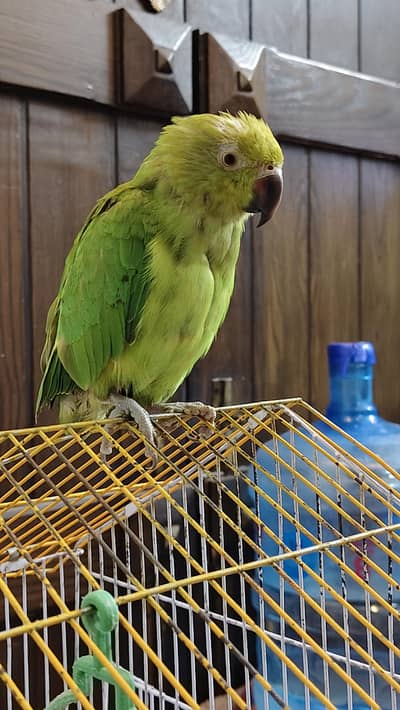 Green Ringneck Parrott