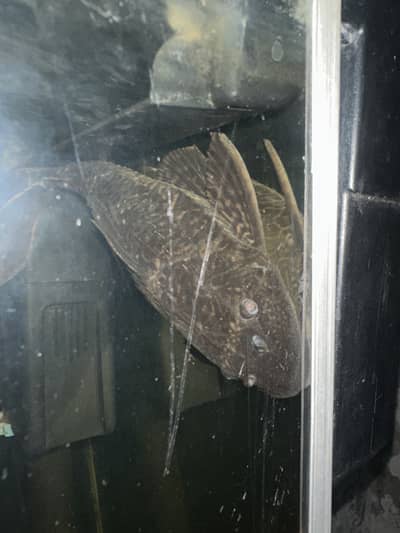 Pleco fish suckerfish