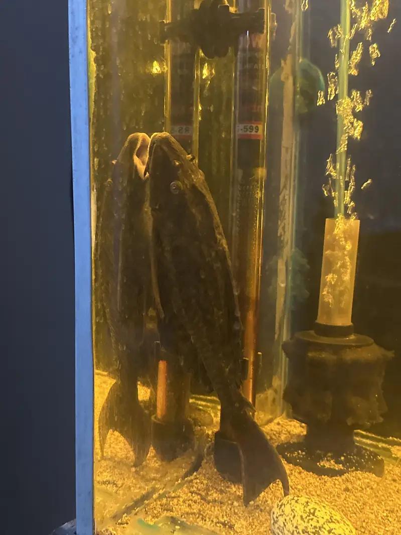 Pleco fish suckerfish mist maker also available — photo 2