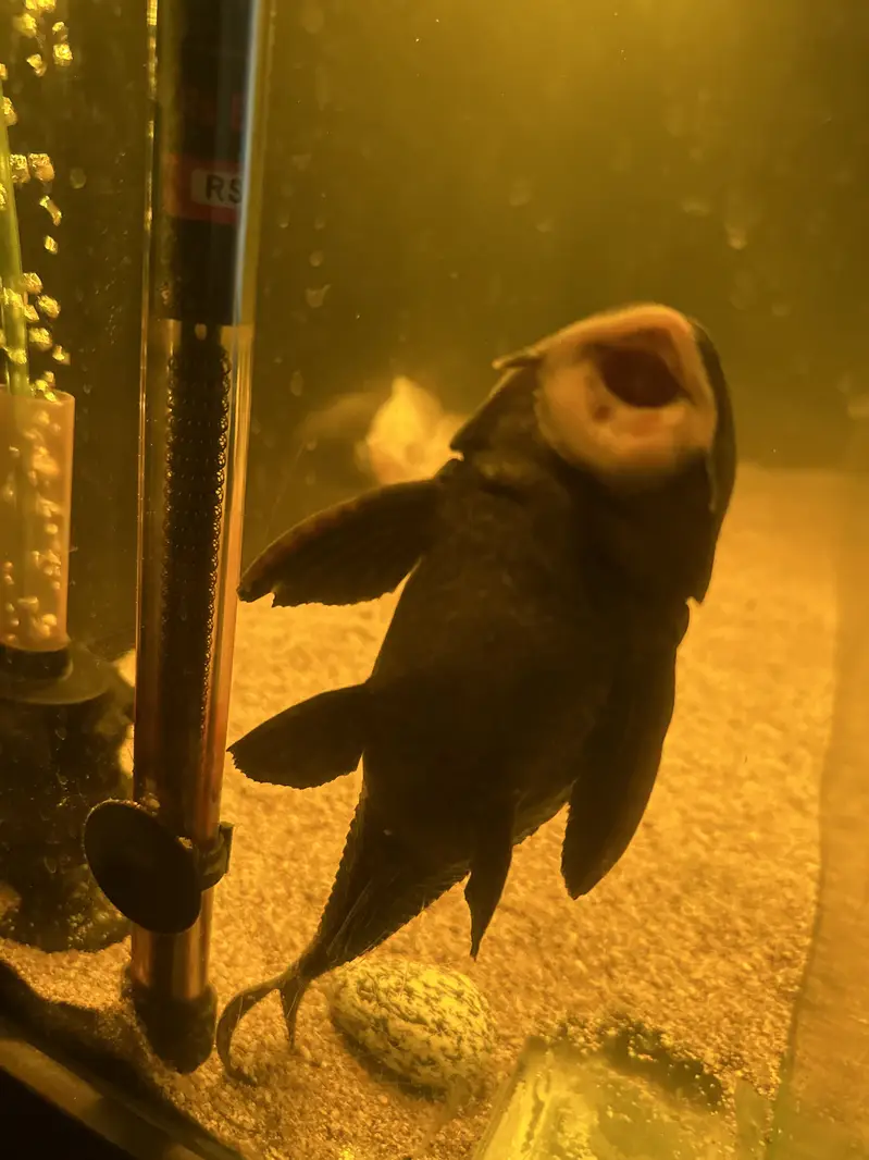 Pleco fish suckerfish mist maker also available — photo 3