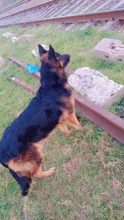bohat piyar karny wala dog hai