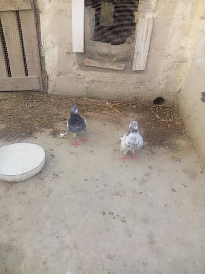 Healthy and Active Pigeons For Sale