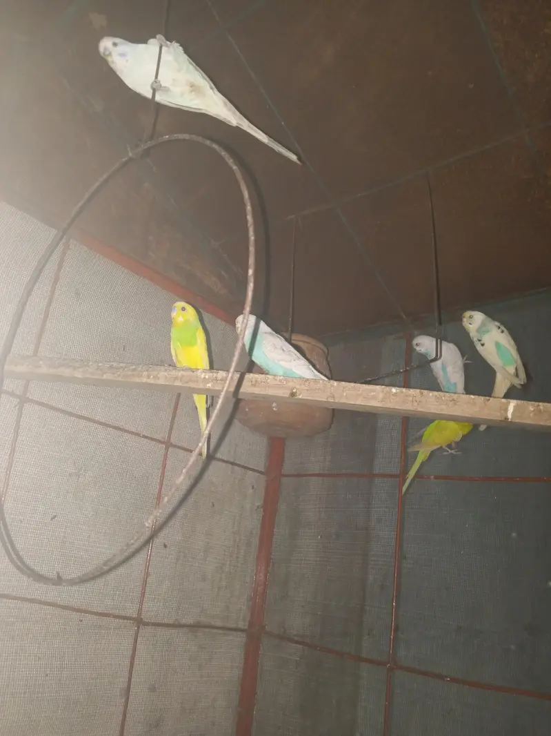 tayar pear hai achi Chez hai — photo 4