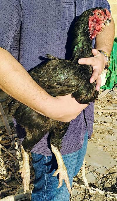 Qandhari Kandhari Black Mushka Parrot beak aseel hen murgi