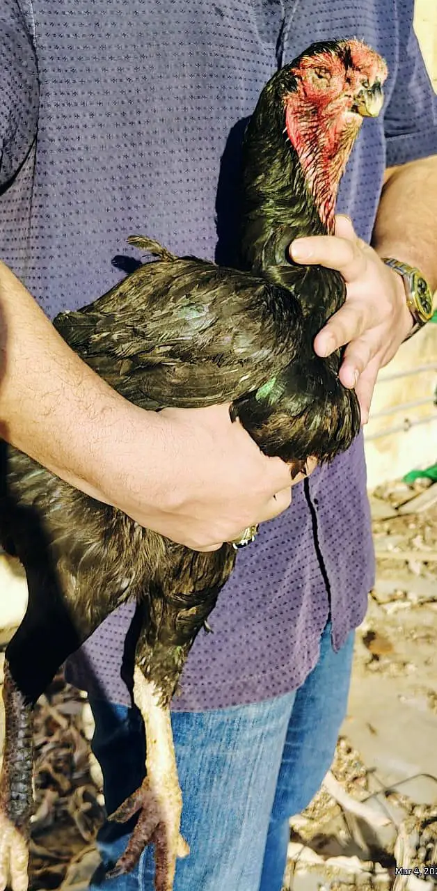 Qandhari Kandhari Black Mushka Parrot beak aseel hen murgi — photo 2