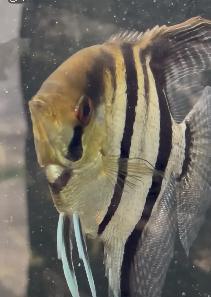 mix fishes available — photo 4