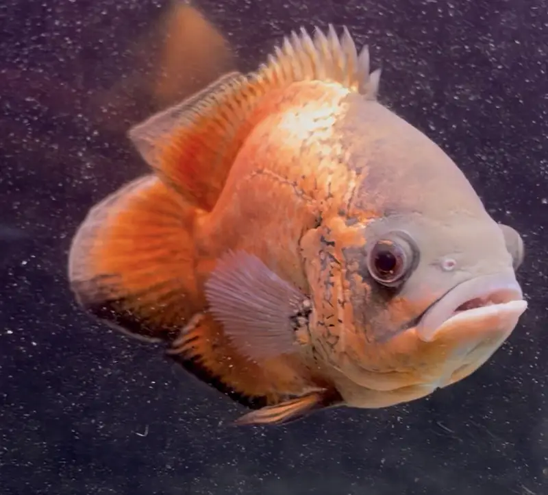 mix fishes available — photo 5