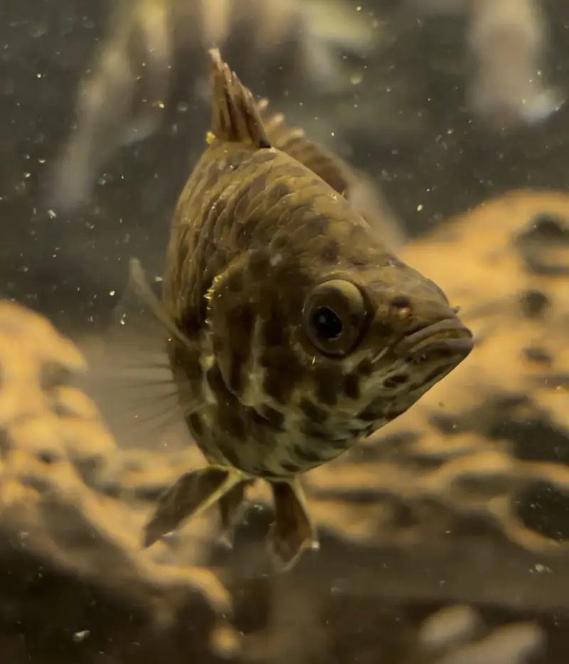 mix fishes available — photo 6