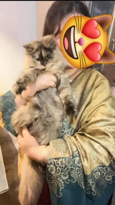 Persian Three coloured Female For Sale.