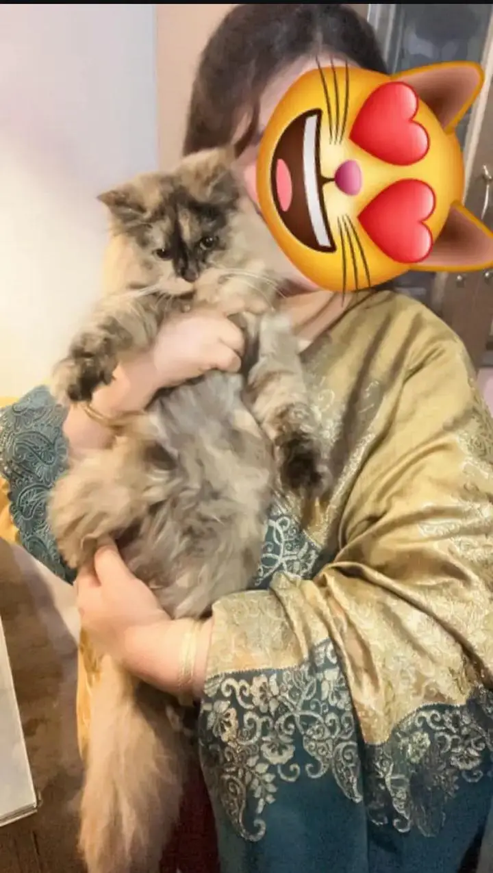 Persian Three coloured Female For Sale. — photo 2