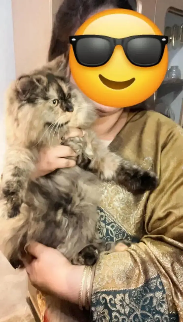 Persian Three coloured Female For Sale. — photo 3