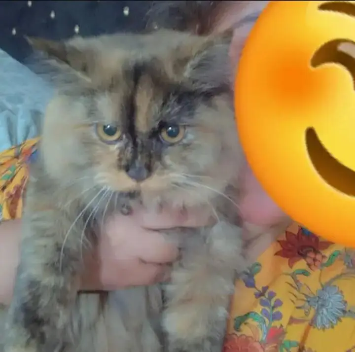 Persian Three coloured Female For Sale. — photo 4