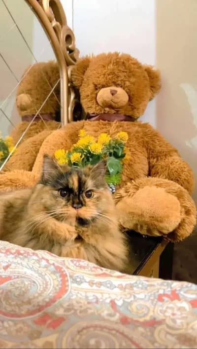 Persian Three coloured Female For Sale.