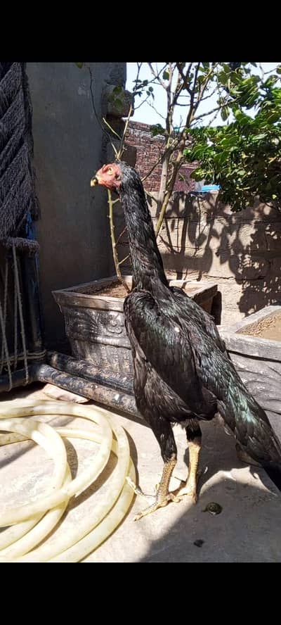 Black shamo pathy pathiya/Black shamo breeder female.