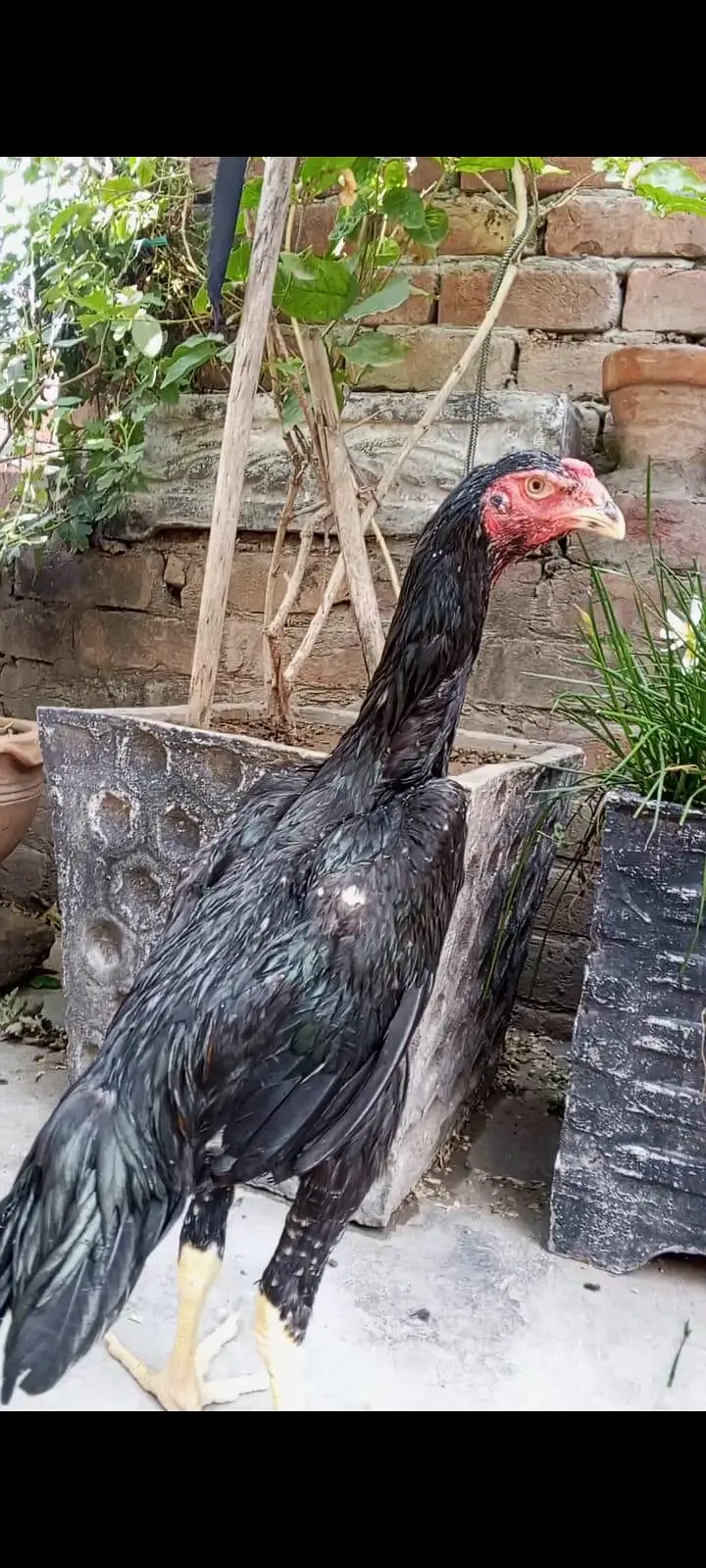Black shamo pathy pathiya/Black shamo breeder female. — photo 2