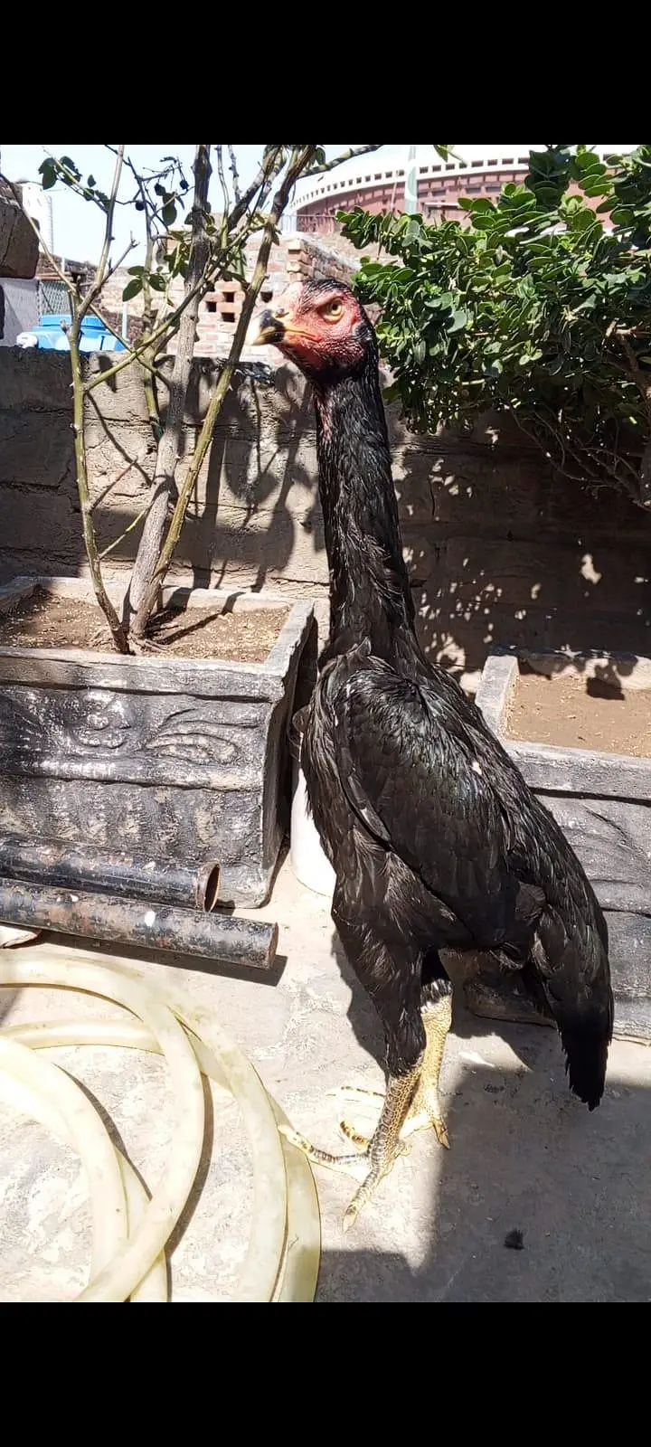 Black shamo pathy pathiya/Black shamo breeder female. — photo 12