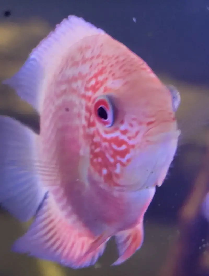 mix fishes available — photo 3