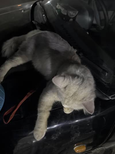 Cats pair for sale