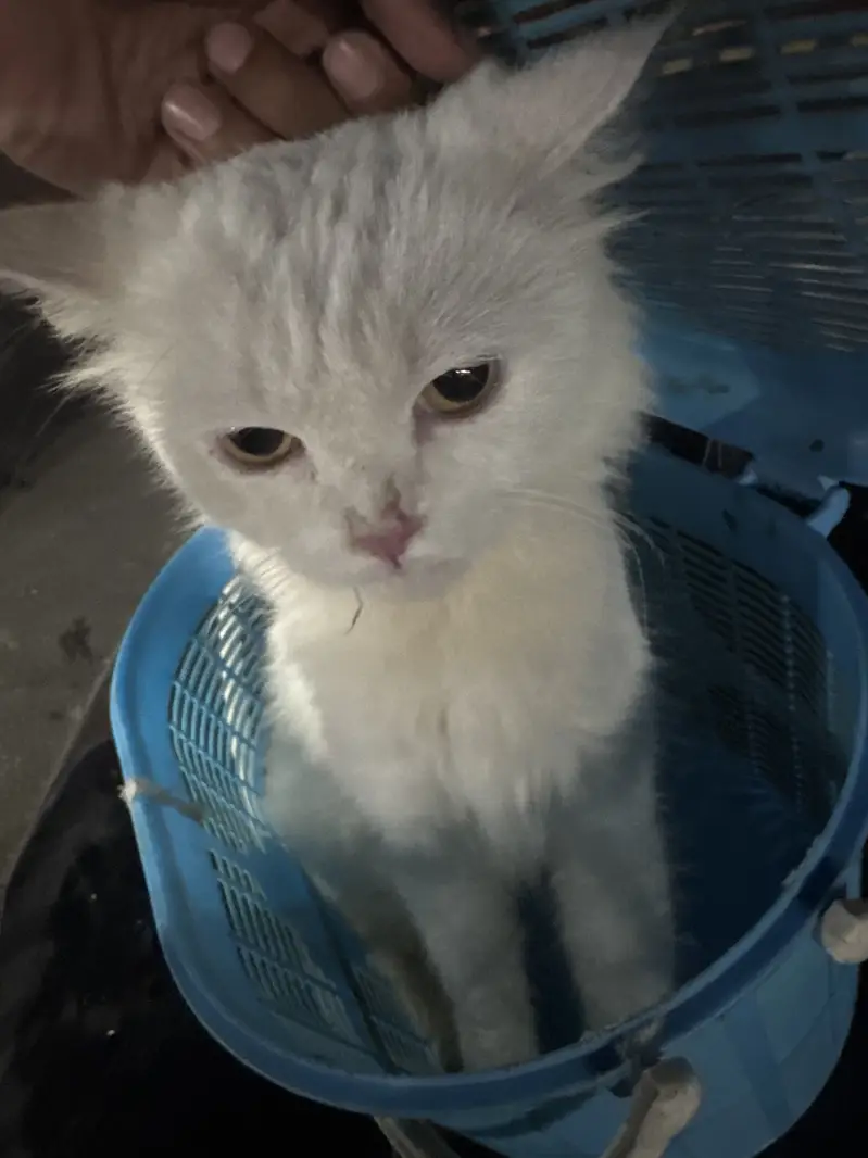 Cats pair for sale — photo 2