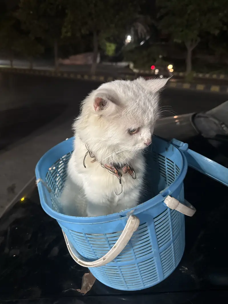Cats pair for sale — photo 3